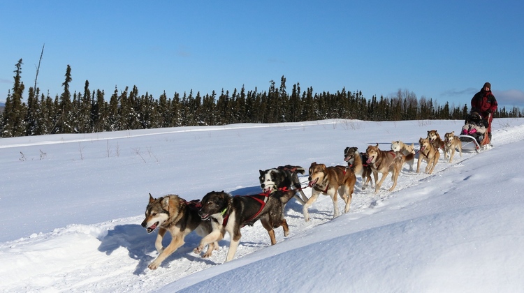 alaska-dog-sledding-tours-1-hour-tour-from-fairbanks-1st-alaska-tours