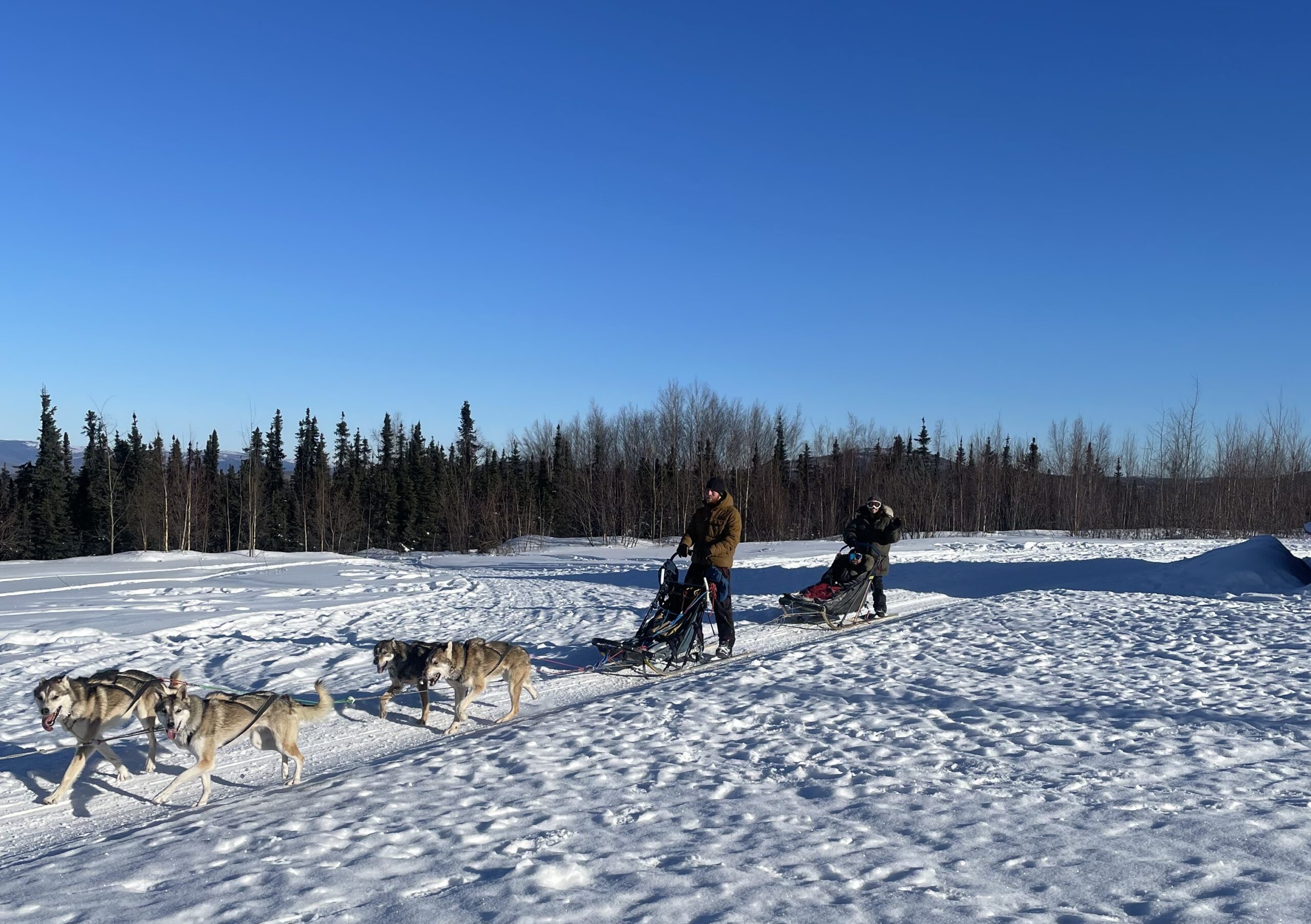 2-hour Basic Dog Mushing School with Transportation | 1st Alaska Tours