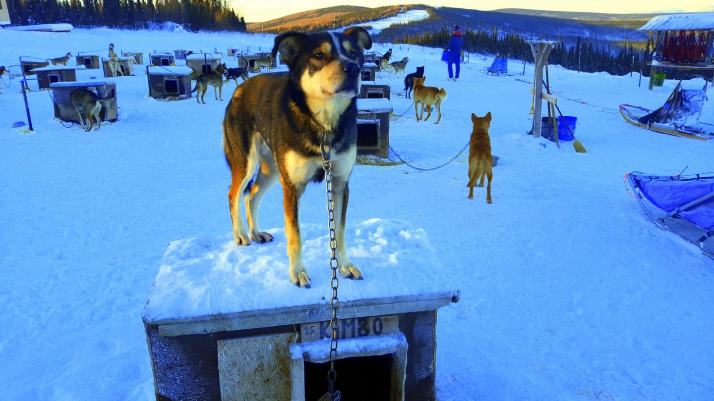 Sven Haltmann's Dog Sledding team in Fairbanks-001