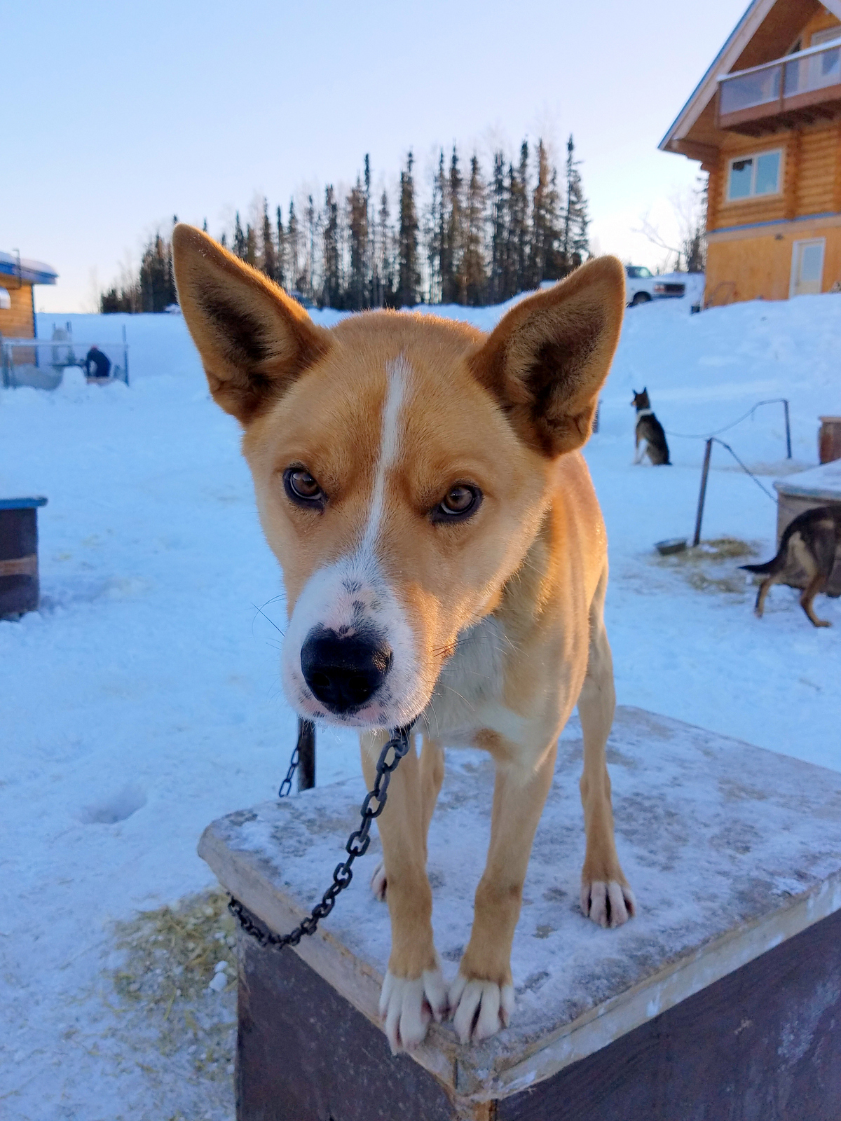 Sven Haltmann's Dog Sledding team in Fairbanks-004