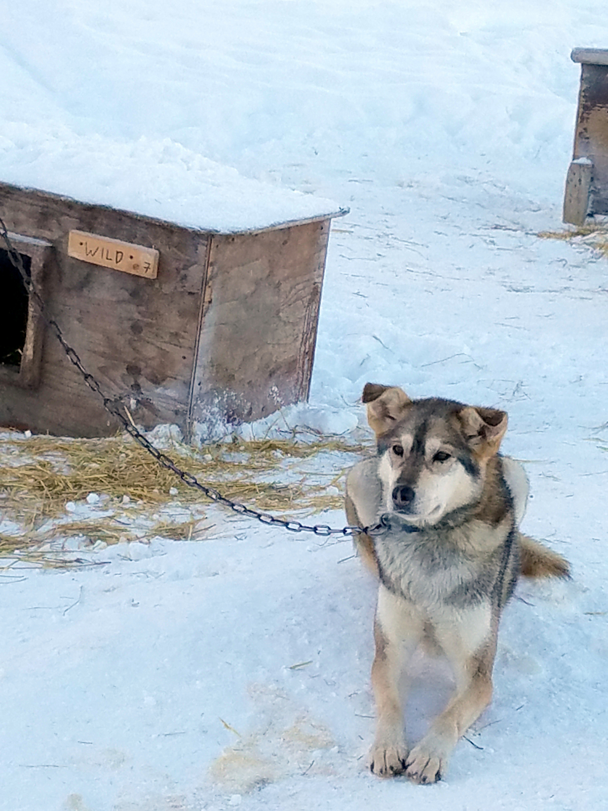 Sven Haltmann's Dog Sledding team in Fairbanks-005