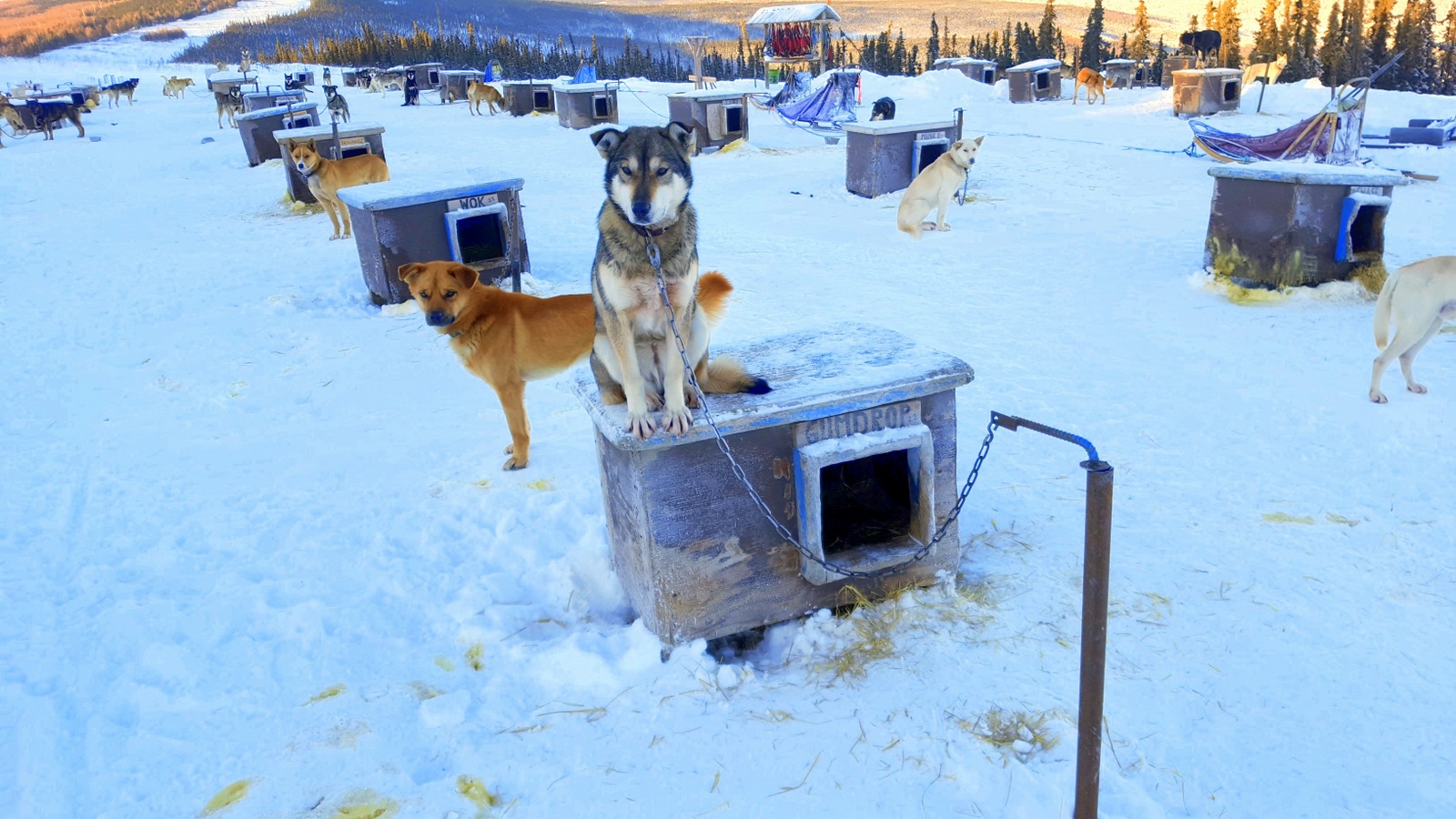Sven Haltmann's Dog Sledding team in Fairbanks-006