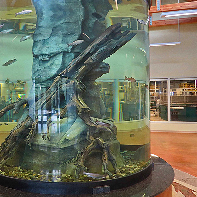 Things to do in Fairbanks - Image of Freshwater Aquarium at Tanana Valley Fisheries Center