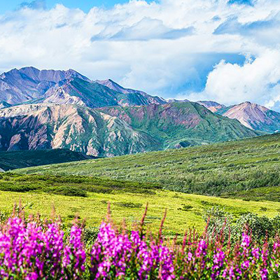 Things to do near Fairbanks - Image of scenery, green fields, wildflowers