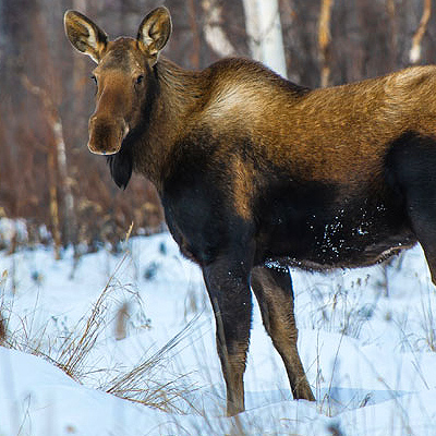Things to do near Fairbanks - Image of a Moose.