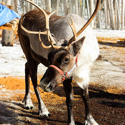 Things to do near Fairbanks - Image of a reindeer on Running Reindeer Ranch